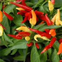 Capsicum Annuum