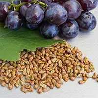 Grape seed extract